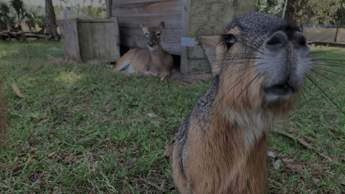 Animal with nose up close to the camera at the sanctuary